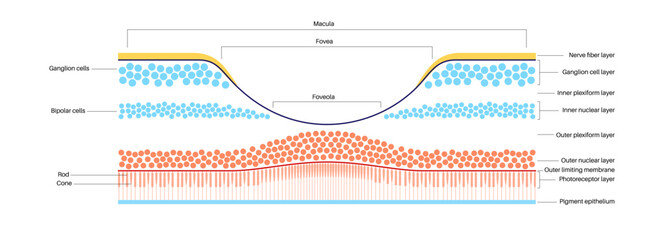 Wall Mural - Macula fovea and foveola