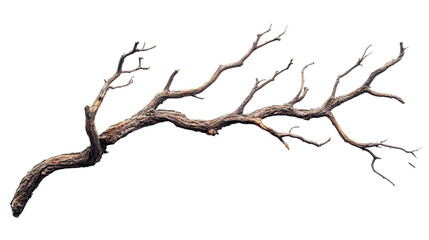 Dry branch transparent background