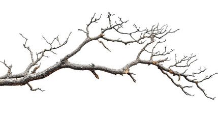 Dry branch transparent background