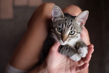 Wall Mural - Cute little gray-brown tabby kitten with white paws and chest in a person's arms close-up, top view, soft focus