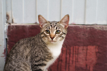 Wall Mural - Playful little gray-brown tabby kitten with white paws and chest on the background of a wooden wall of a rural house