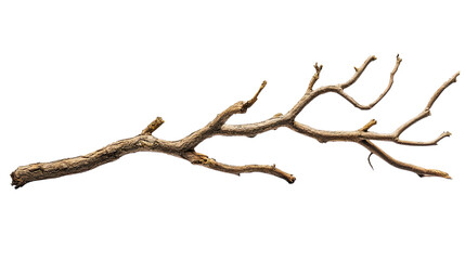 Dry branch transparent background