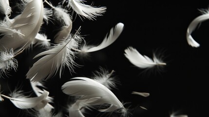 White feathers gently falling against a solid black background