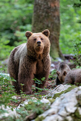 Wall Mural - brown bear - close encounter with a wild brown bear eating in the forest and mountains of the notran