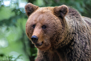 Wall Mural - brown bear - close encounter with a wild brown bear eating in the forest and mountains of the notran