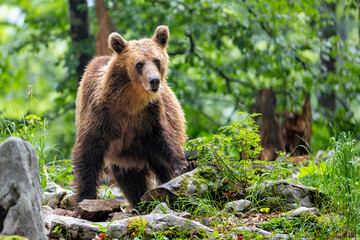 Wall Mural - brown bear - close encounter with a wild brown bear eating in the forest and mountains of the notran