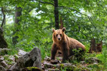 Wall Mural - brown bear - close encounter with a wild brown bear eating in the forest and mountains of the notran