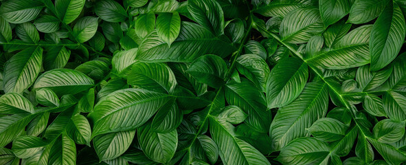 Wall Mural -  lush green plant with leaves that are very close together