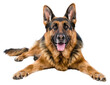 © Rawpixel.com - PNG Joy German Shepherd mammal animal pet.