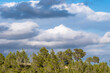 © yaqui_villegas - A view of dense green forest trees reaching up towards a vibrant blue sky filled with puffy white clouds, creating a serene and tranquil natural landscape in Tarragona Spain