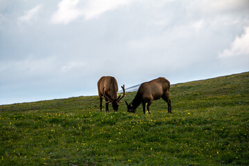 Elk in the meadow