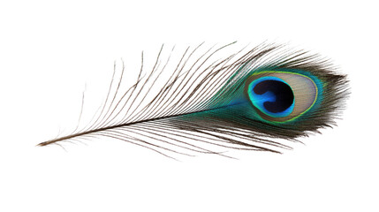 Peacock feather transparent background