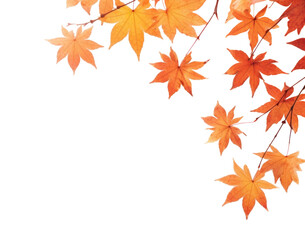 Wall Mural - png autumn leaves border, transparent background