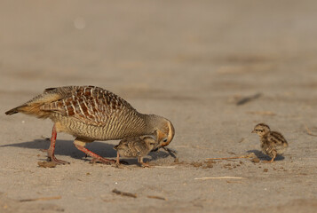 Wall Mural - Grey francolin feeding with two chicks at Hamala, Bahrain