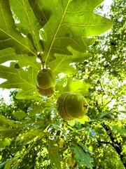 Wall Mural - A vibrant close-up shot of fresh green acorns hanging from an oak tree branch, covered in dewdrops and illuminated by the morning sunlight. The detailed view of the acorns and the lush green leaves