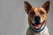© Ayaz - Curious Dog with Copyspace