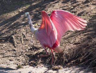 roseate spoonbill playing in water