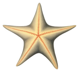 Poster - PNG A star fish starfish invertebrate illuminated.