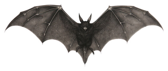 Wall Mural - PNG Bat animal black creativity.