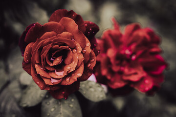 rose red flower wet water nature beauty simple