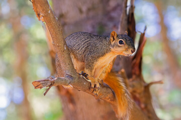 Wall Mural - the fox squirrel (sciurus niger), also known as the eastern fox squirrel or bryant's fox squirrel.