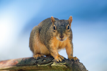 Wall Mural - The fox squirrel (Sciurus niger), also known as the eastern fox squirrel or Bryant's fox squirrel. 