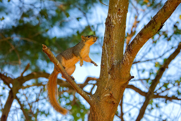 Wall Mural - the fox squirrel (sciurus niger), also known as the eastern fox squirrel or bryant's fox squirrel.