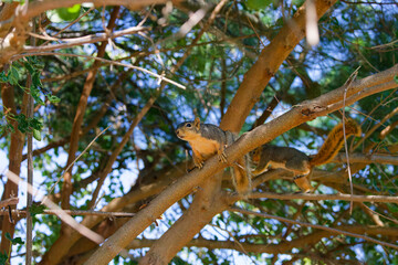 Wall Mural - the fox squirrel (sciurus niger), also known as the eastern fox squirrel or bryant's fox squirrel.