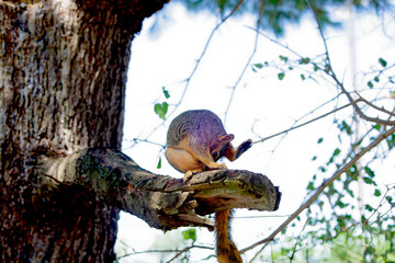 Canvas Print - The fox squirrel (Sciurus niger), also known as the eastern fox squirrel or Bryant's fox squirrel. 