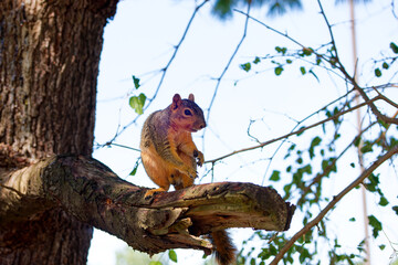 Wall Mural - the fox squirrel (sciurus niger), also known as the eastern fox squirrel or bryant's fox squirrel.