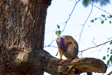Wall Mural - the fox squirrel (sciurus niger), also known as the eastern fox squirrel or bryant's fox squirrel.