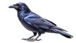 © SUPERARTMAN - raven on a transparent background