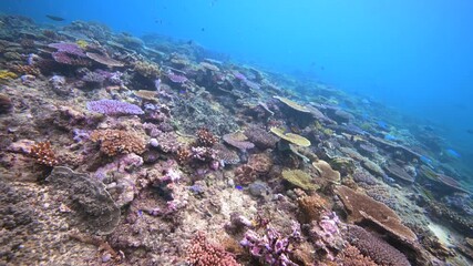 Wall Mural - Scuba diving above pristine coral reef - Colorful hard coral reef in the south Pacific