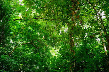 Branch of green tree in forest background, leaf plant, beautiful pattern, ornamental plant, trees wallpaper, foliage green decoration, texture natural.Close up.