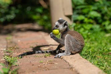 Wall Mural - Baby lemur eating an apple. Lemur catta