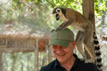 Wall Mural - Cute and curious lemur on top of the man . Lemur catta