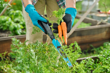 Wall Mural - Growing carrots in raised bed, close up of young carrots with leaves in hands of gardener