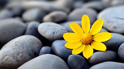 A close-up of a yellow flower emerging from smooth stones highlighting its vibrant petals and natural beauty