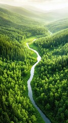 Wall Mural - Aerial of a dense forest with a winding river cutting through the greenery, sunlight casting long shadows from the tall trees