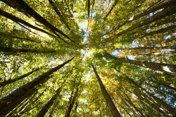 beech forest. shot from below