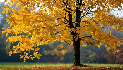 Wall Mural - Golden autumn trees, full of leaves shining in the sun, and the background is the hazy autumn scenery.