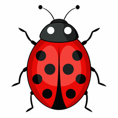 Wall Mural - Ladybug vector illustration on white background