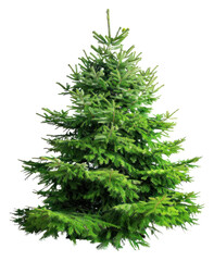 Sticker - PNG Christmas tree spruce plant pine.