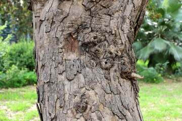 Tree bark texture close up.