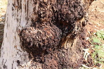 Tree bark texture close up.