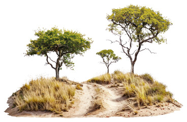 Poster - PNG Desert trees on sandy terrain