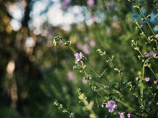 Sticker - Spring flowers in the park