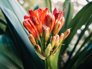 Clivia flower