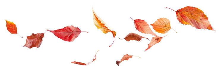 Wall Mural - png autumn leaves floating gracefully.