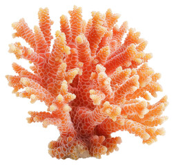 Poster - PNG Vibrant orange coral reef structure